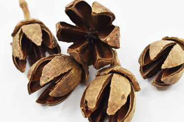 Alatus Pods Natural Terrarium Vivarium Isopod Botanical Decor